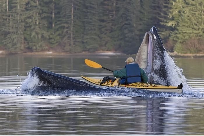 Om Nom Nom Whale