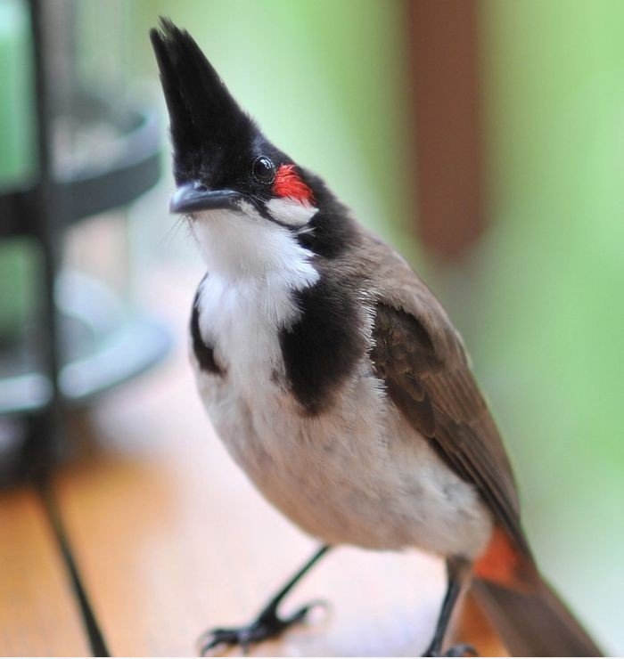 Rock Bird