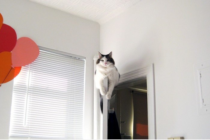 Fliegende Katze