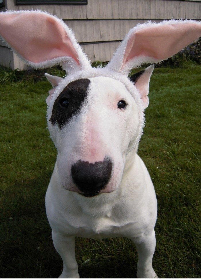 Bunny Bully