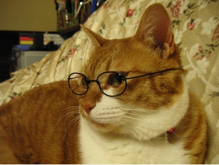 Scholar Cat