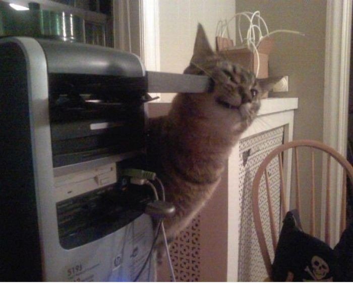 Das ist, warum Katzen hasst CD-ROM