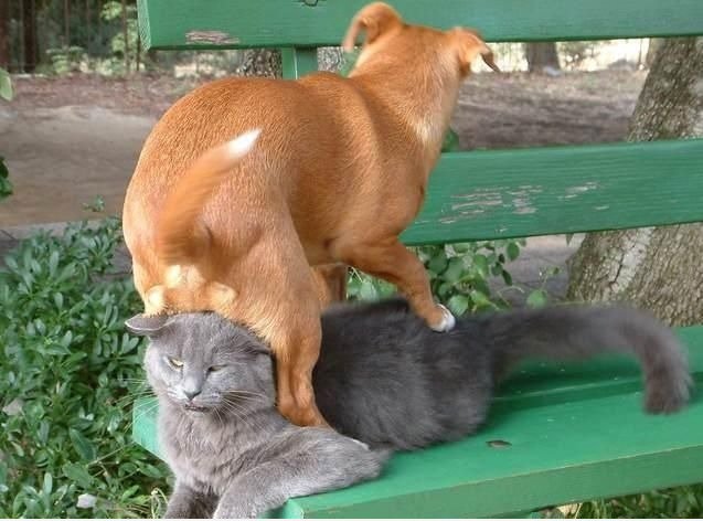 Das ist, warum Katze hasst Hunde