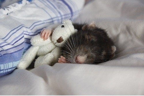 Jeder liebt einen Teddy
