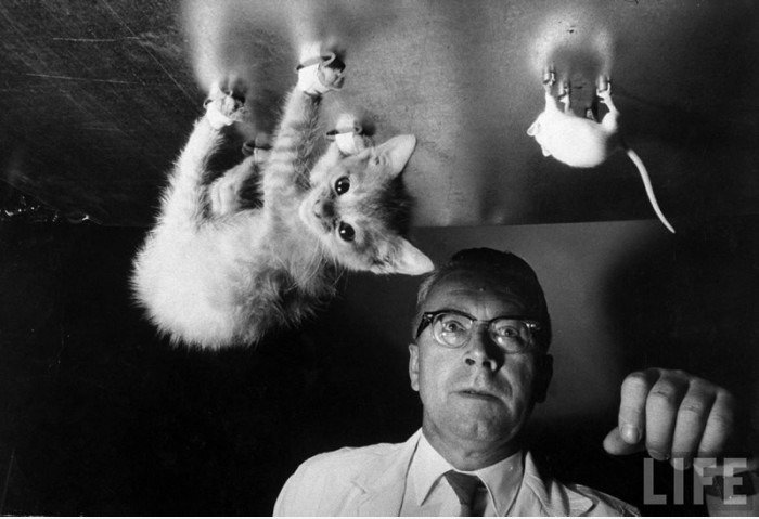 WTF Cat Experiment