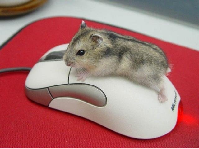 Mouse & Maus
