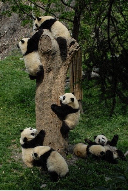 Pandas