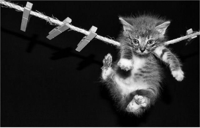 Hanging Cat