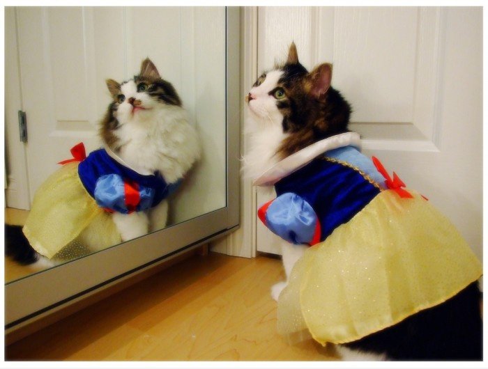 Snow White Cat