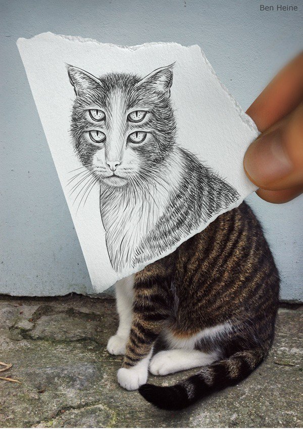 4-Augen-Cat