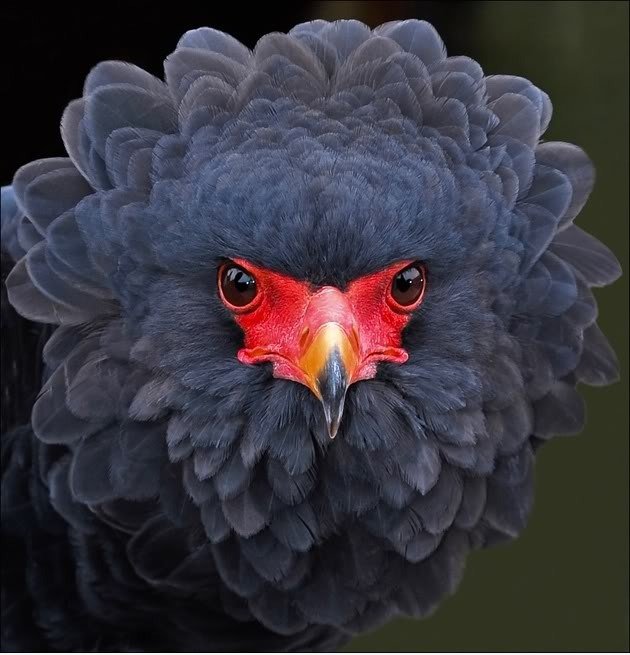Ehrfürchtig Vogel starrt dich