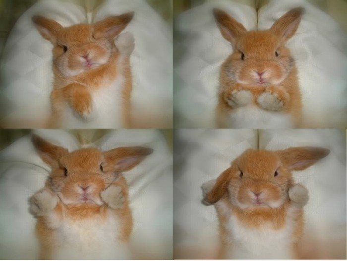 Cute Bunny!