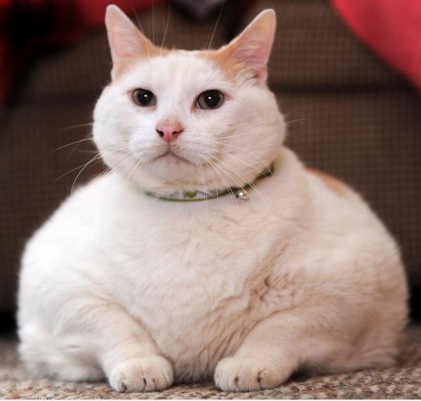 Super Fat Cat