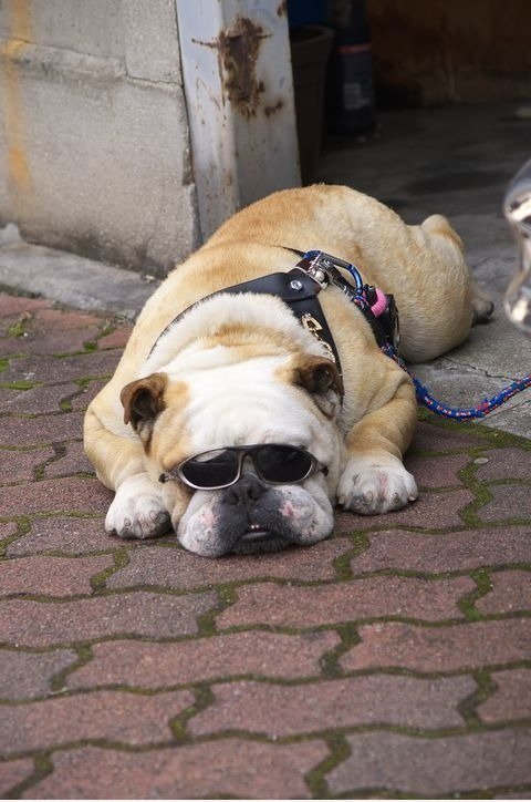 Cool Dog