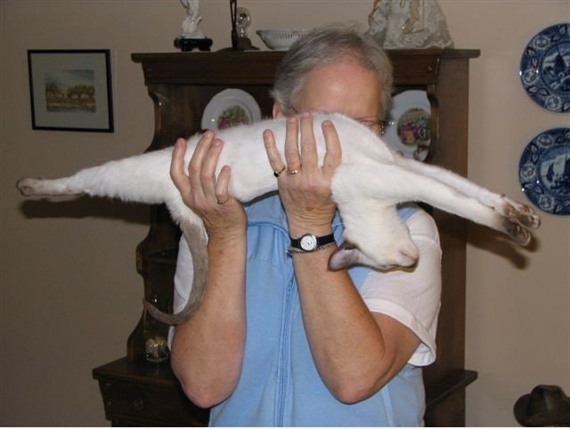 Stretching Cat