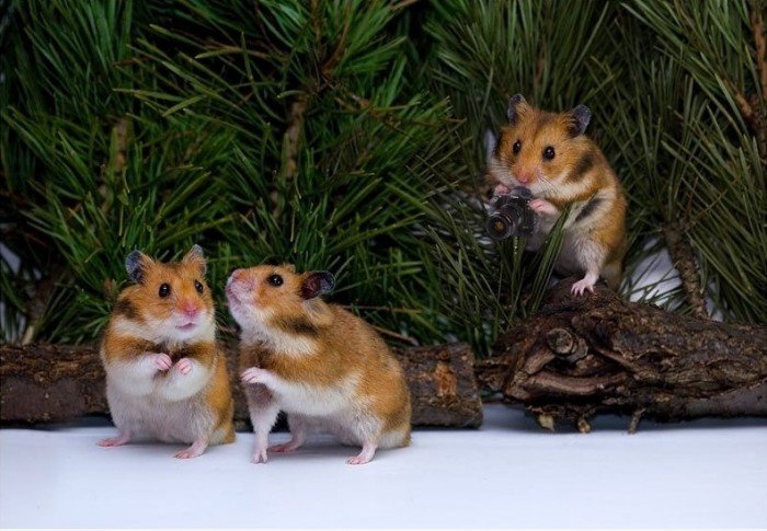 Hamster Paparazzi