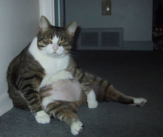 fette katze