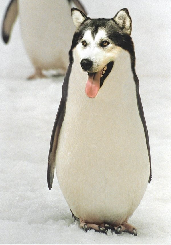 Pengwolf