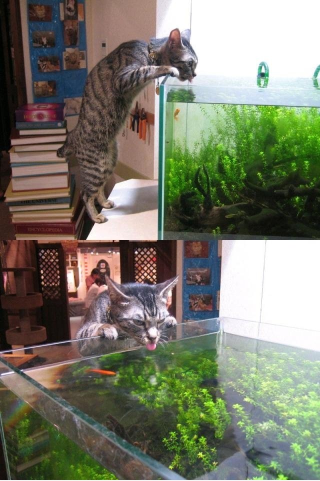 Thirsty Cat
