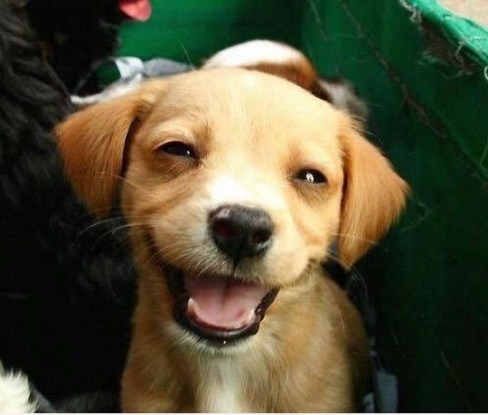 : D