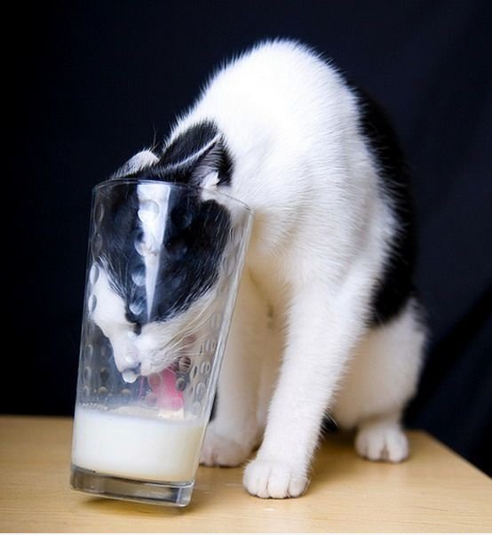 Trinken Milch im Glas ist schwer