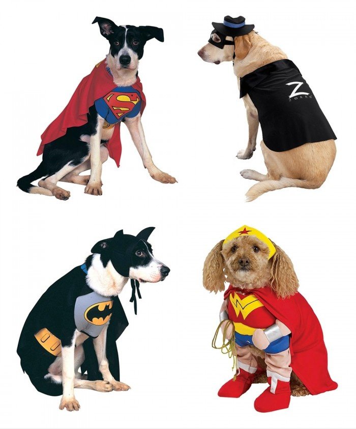 Held Hunde