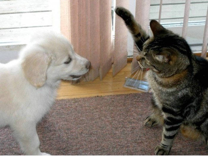 Nazi Cat?