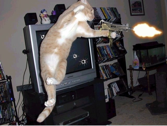 Matrix Cat