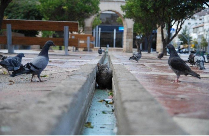 Cat vs Doves