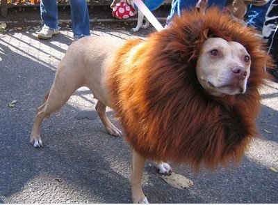 Doglion