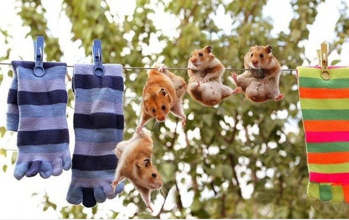 Funny Socks