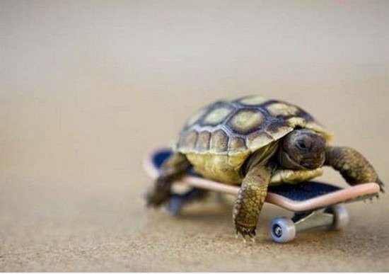 Spielen Skateboard