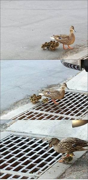 Das traurigste Bild ...