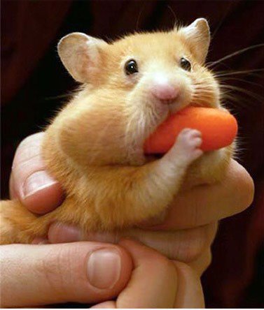 NOM OM OM OM NOM