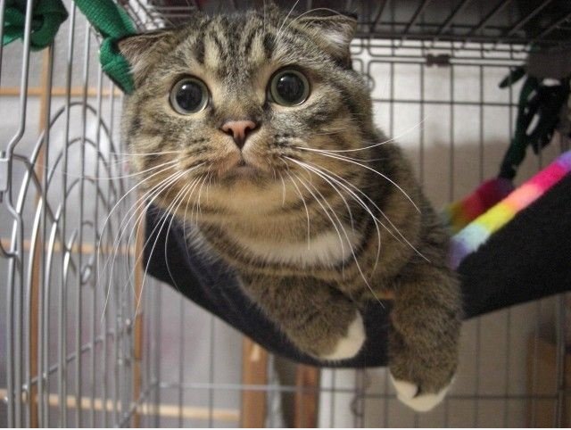 Innocent cat