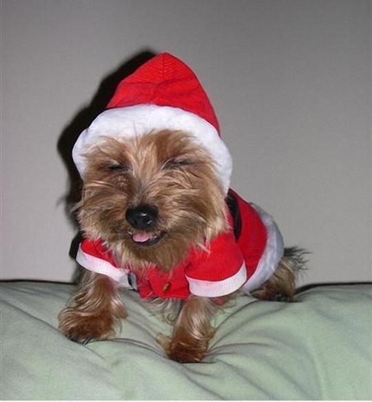 Hohoho, Merry Christmas!