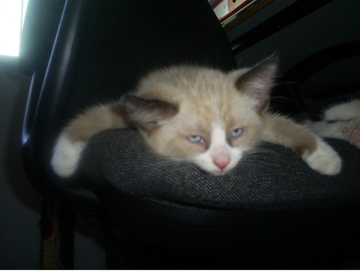 Müde kittie