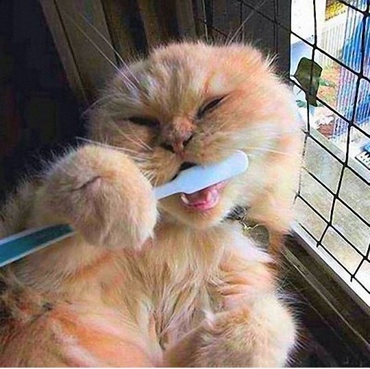 Ich mag meine ZÃ¤hne zu putzen
