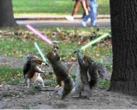 Star Wars Squirrels