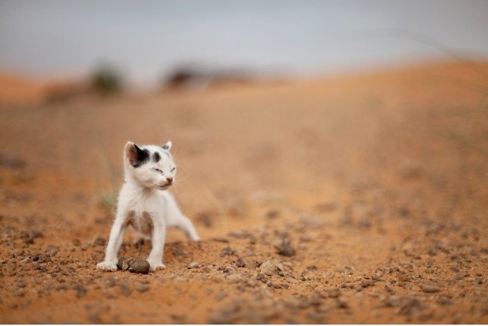 Desert King