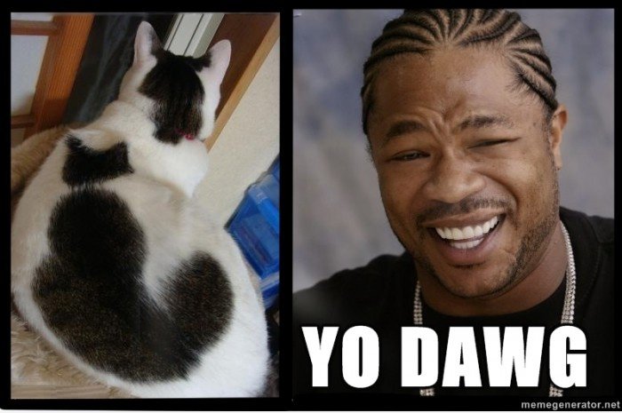 Heard u gern Katzen, so dass wir eine Katze legte in yo cat