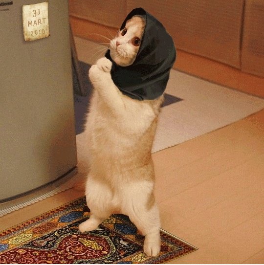 Muslim Cat