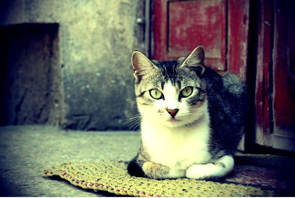 Cat von cosco