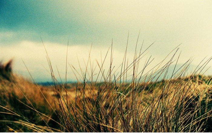 Gras