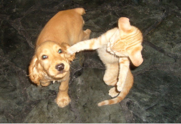 PUNCH!!!