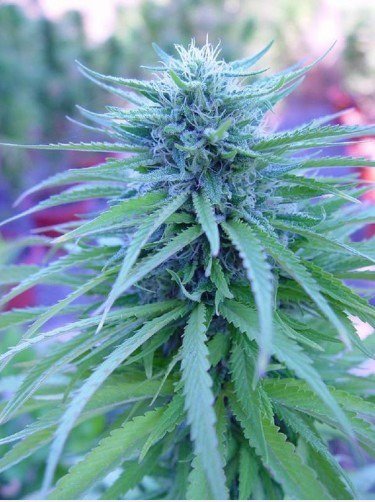 THE WEED