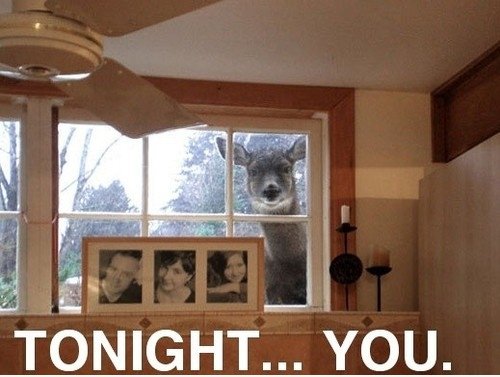 Killer deer!