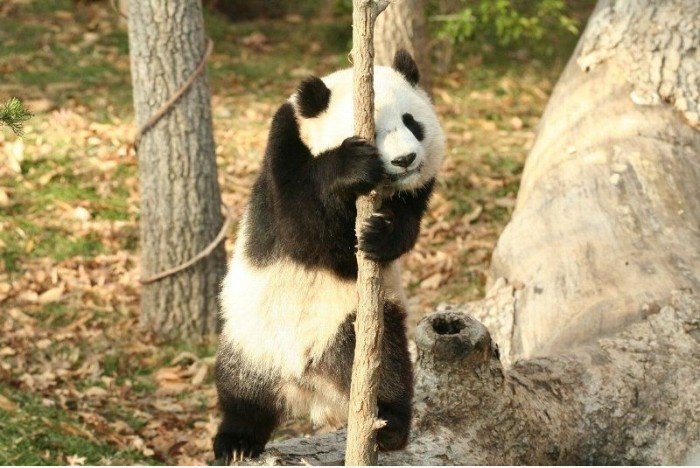 Old Panda