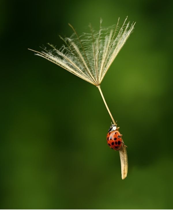 Fallschirmspringen Beetle