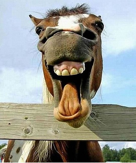 Hallo